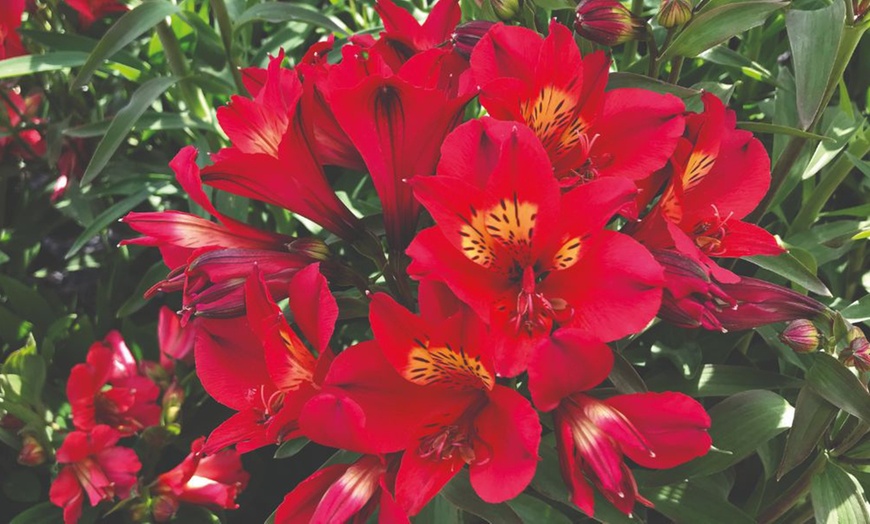 Image 4: Summer Flowering Alstroemeria Collections