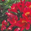 Image 4: Summer Flowering Alstroemeria Collections