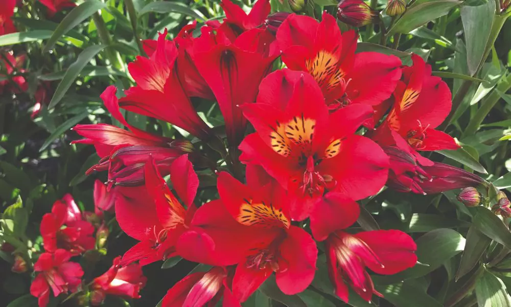 Summer Flowering Alstroemeria Collections
