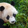 Image 13: Experience the Best of San Diego Zoo