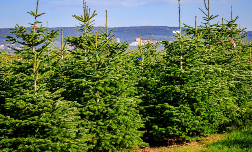 Image 8: Real Nordmann Fir Christmas Tree