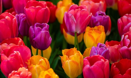 Groupon Unisex Red Giant Darwin Hybrid Tulip Collection Spring Flowering Bulbs: 40 Bulbs