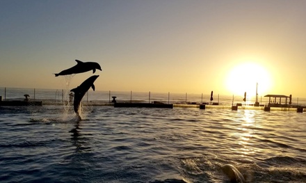 General Admission (Ages 5+) - Marineland Dolphin Adventure