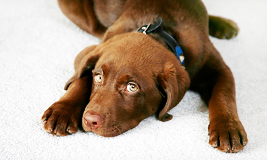 Image 2: Eco-Friendly Carpet Cleaning for 3 - 6 Rooms (Hallway Included)