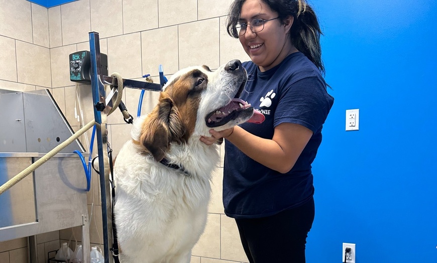 Image 2: Weekday Fun and Care with One, Three or Five Days of Dog Daycare