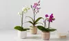 Unique Plant Gifts: Succulents and Plants Lula’s Garden Collection from FTD.com Up to 55% Off 