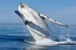 Real Ocean Whale Watching Cruise Experience with Adult or Child Tickets on an Offshore Vessel Gold Coast - Image 4