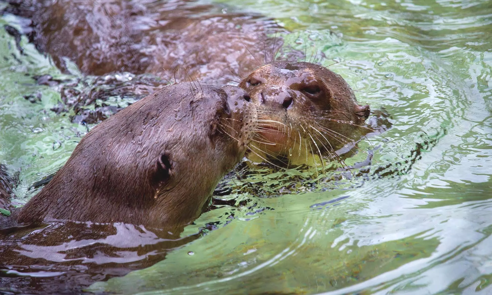 GetOutPass NJ/Philly—Access to Zoos, Theme Parks, Waterparks & more!