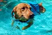 Dog Swim & Groom Deals: 1 or 3 Dog Swim Session or Deluxe Groom
Packages for All Breeds @Pawsome (Up To 56% Off) - Image 4