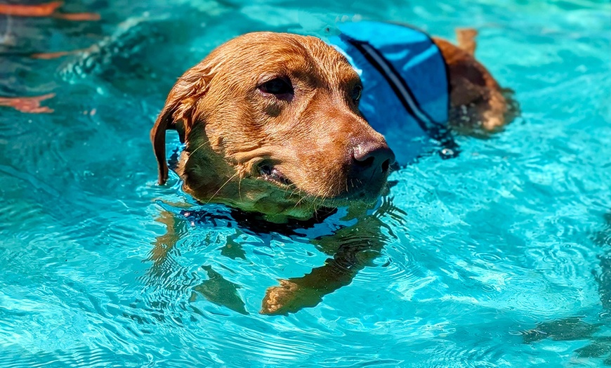 Image 4: Dog Swim Sessions or Deluxe Grooming Packages for All Breeds