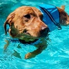 Image 4: Dog Swim Sessions or Deluxe Grooming Packages for All Breeds