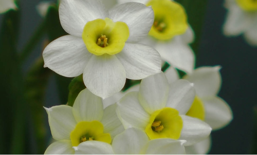 Image 3: 30 or 60 Narcissus 'Minnow' Spring Flowering Bulbs