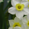 Image 3: 30 or 60 Narcissus 'Minnow' Spring Flowering Bulbs