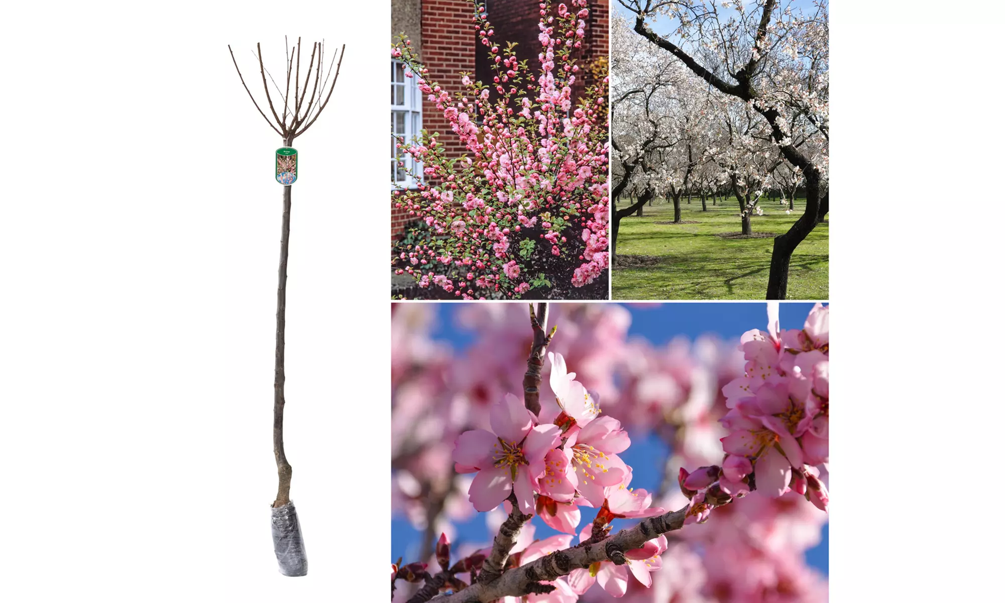 1, 2 ou 4 amandiers à fleurs, marque OH2 - Primary Image