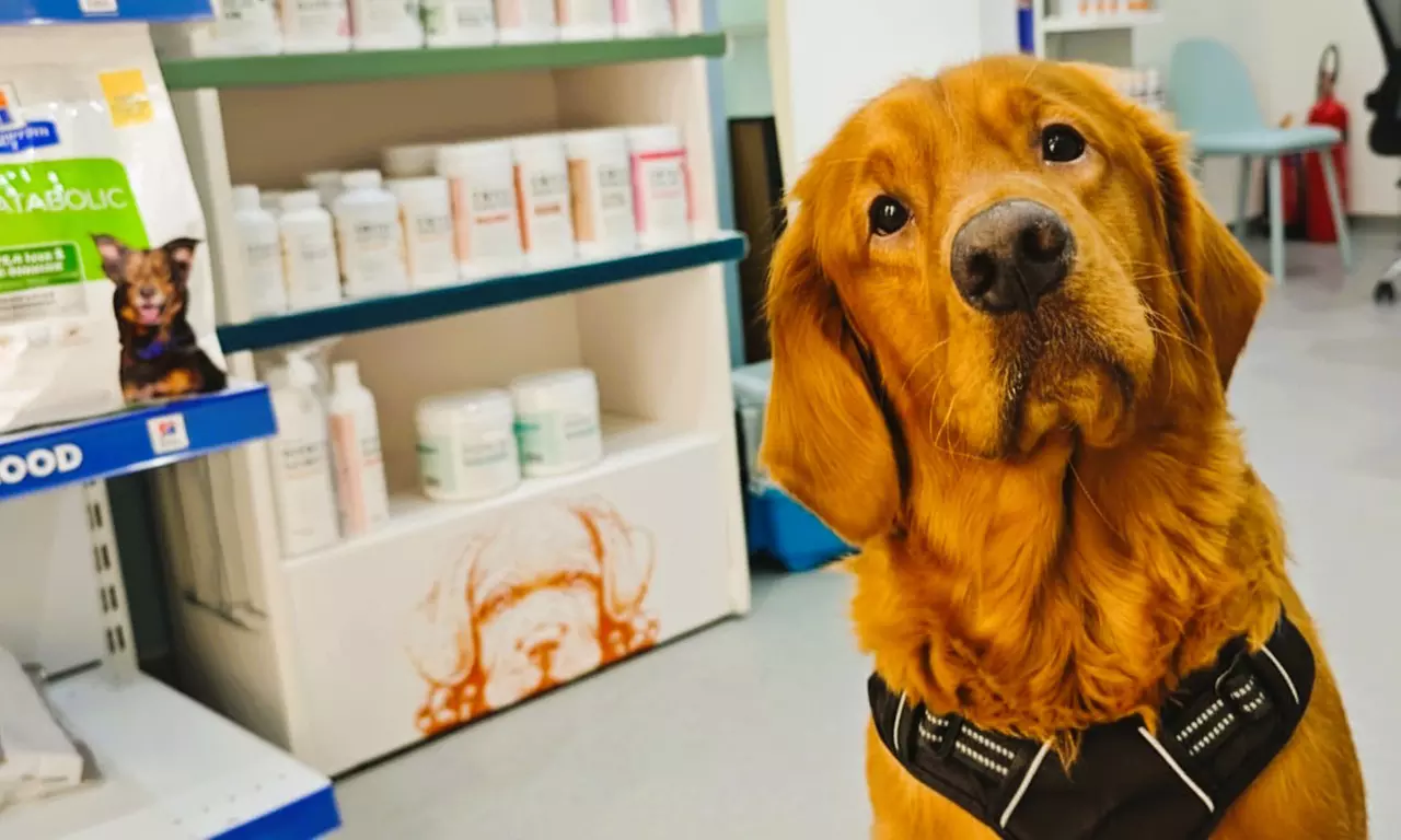 Cat or Dog Consultation, Deworming, and Optional Annual Vaccine