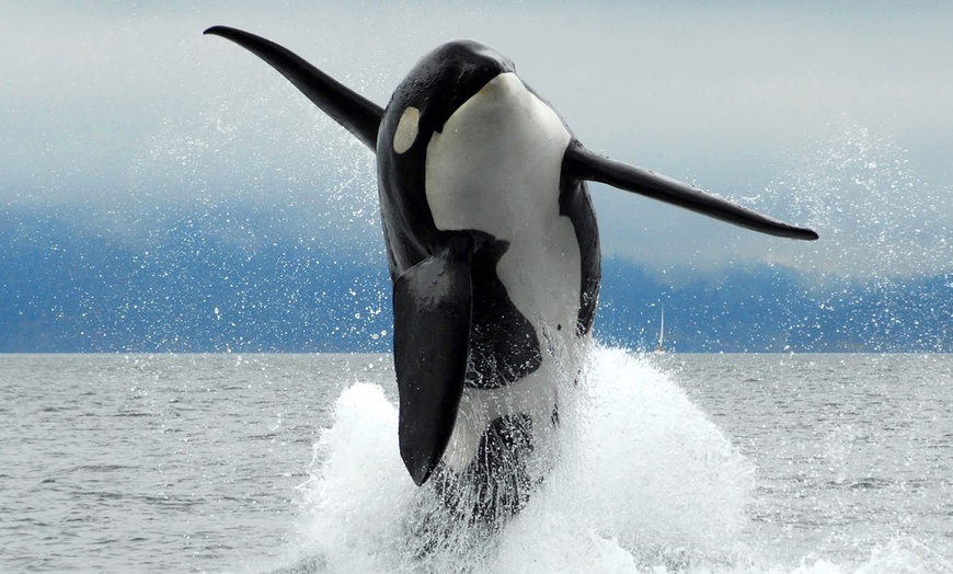 Image 1: Experience a 1/2 Day Eco Tour or Sunset Whale Watching for One or Two