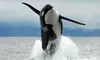 Explore Ocean EcoVentures’ 1/2 Day Eco Tour or Sunset Whale Watching for One or Two People (Up to 10% Off)