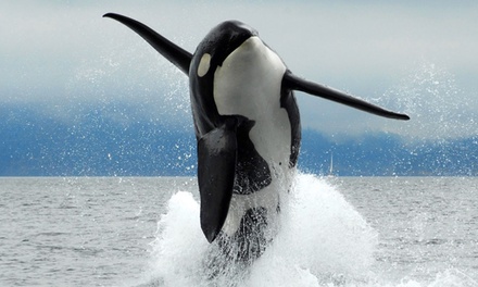 1/2 Day Whale Watching Eco Tour for One - Ocean EcoVentures Whale Watching