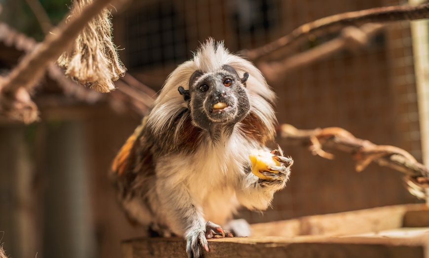 Image 3: Wildlife & Meadow Park Fun – Tickets for 2, 3, 4 or 6