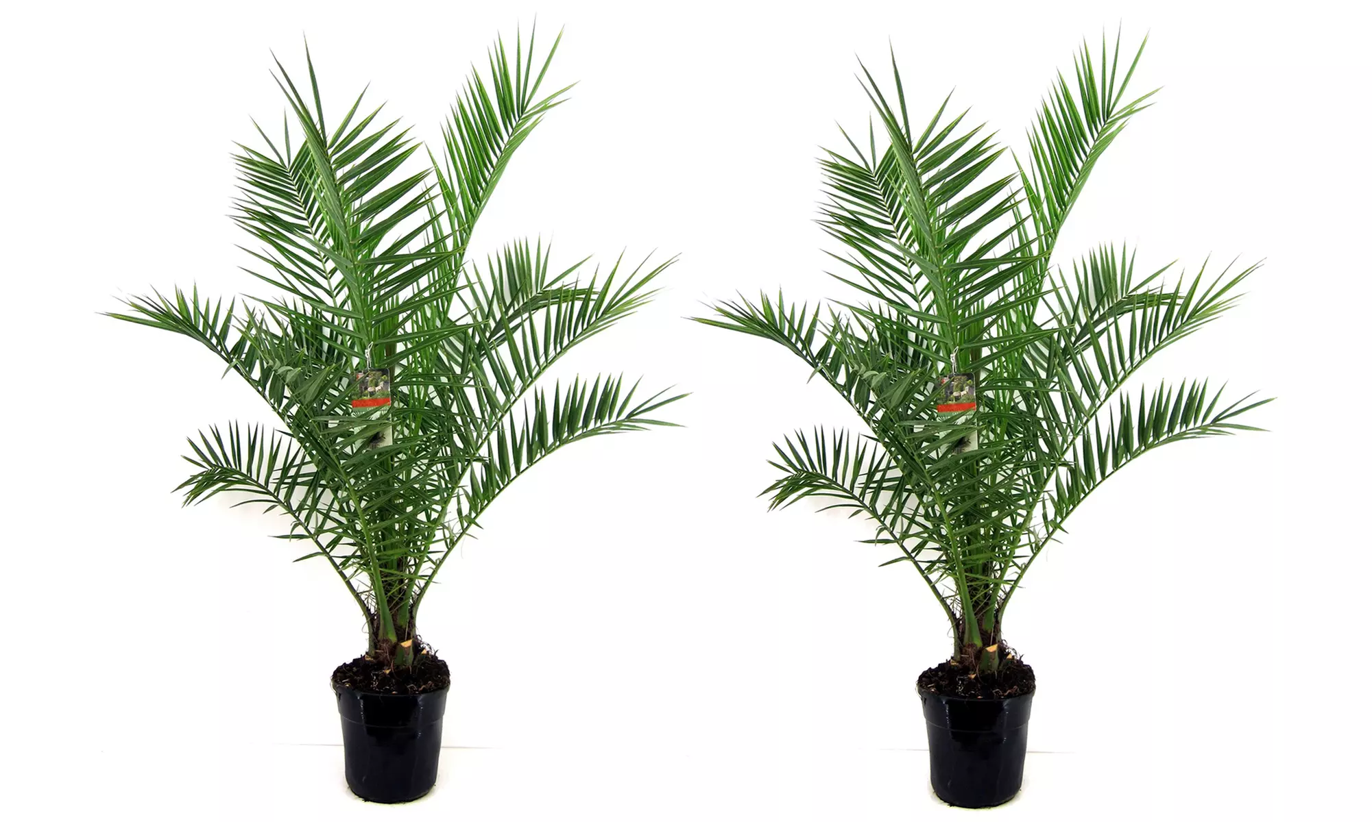 1, 2 ou 4 palmiers dattiers des Canaries