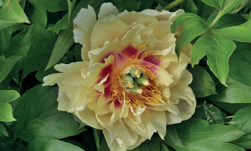 Image 5: Peony Garden Showstoppers Collection - 3 Plants