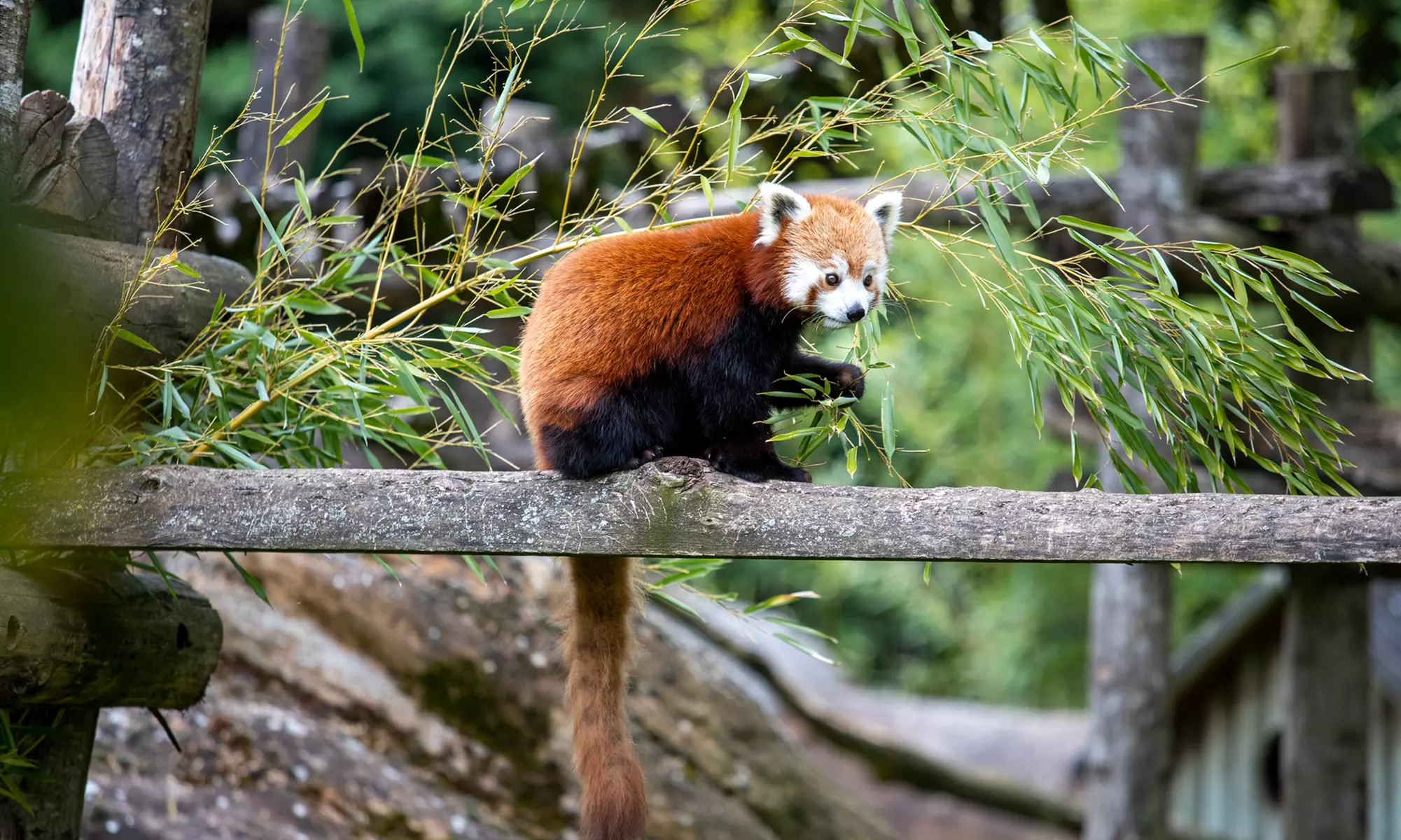 ZooParc de Beauval : 1 ou 2 jours pour un tour du monde animal
