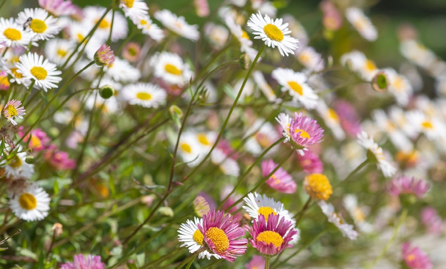 Image 4: Erigeron karvinskianus 'Profusion' Mexican Fleabane