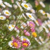 Image 4: Erigeron karvinskianus 'Profusion' Mexican Fleabane