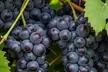 Muscadine Grape Vines - Sweet & Hardy, Disease-Resistant, Self-Fertile Varieties, Outdoor Plants, Free Shipping (Up to 15% Off) - Second Medium