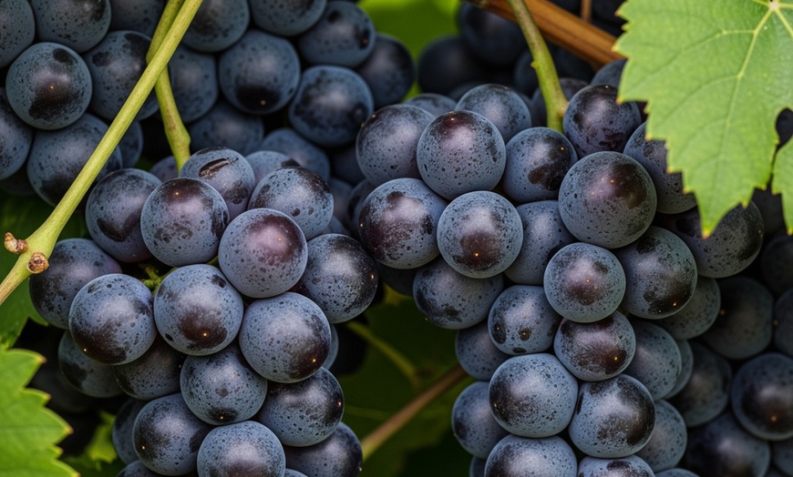 Image 6: Muscadine Grape Vines - Multiple Varieties with Free Shipping (Up to 15% Off)