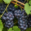 Image 6: Muscadine Grape Vines - Multiple Varieties with Free Shipping (Up to 24% Off)