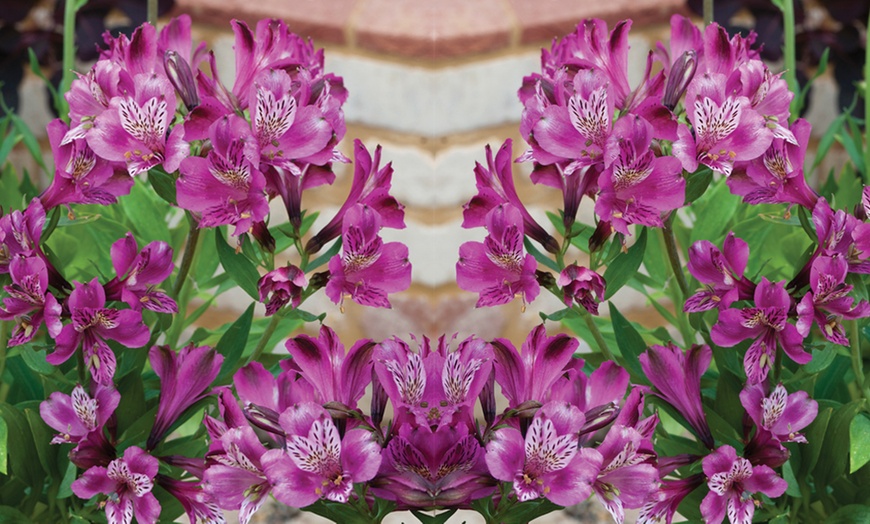 Image 3: Alstroemeria 'Butterfly Hybrids' – 3 or 6 Plug Plants
