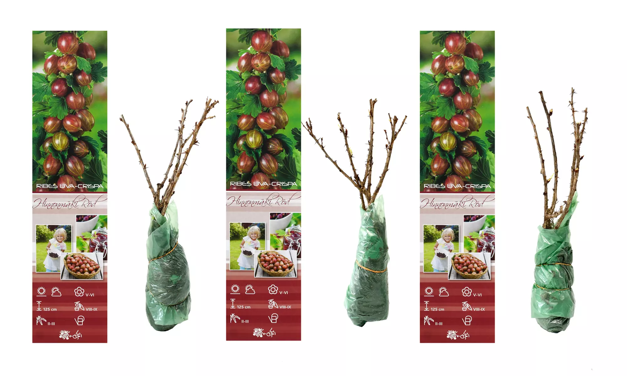 3er- oder 6er-Set rote oder grüne Stachelbeeren