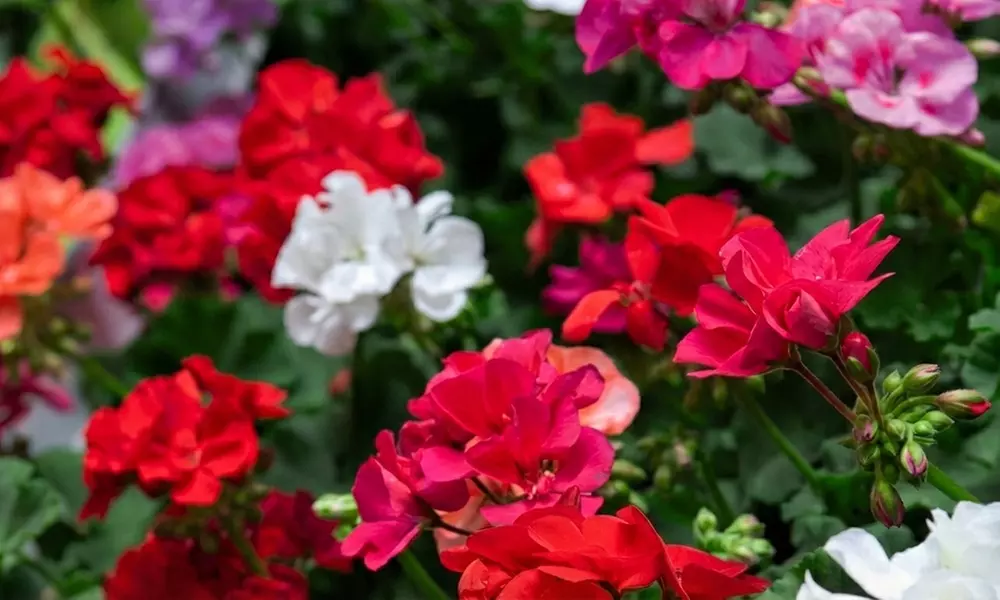 Pack of  30 or 60 Geranium 'Jackpot Mixed' Plants