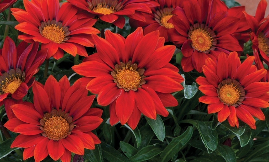 Image 8: 15 Mixed Garden Ready Summer Bedding Plant Collection