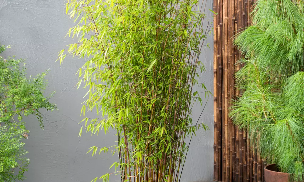 Hasta 6 plantas de bambú Fargesia