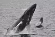 Provincetown Whale Watch for One from Captain John Boats - Up to 31% Off - Second Medium