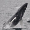 Image 3: Three+ Hours of Scenic Whale Watching at Captain John Boats