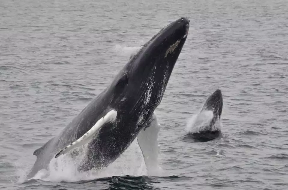 
Whale Watching Adventure in Provincetown – One Ticket