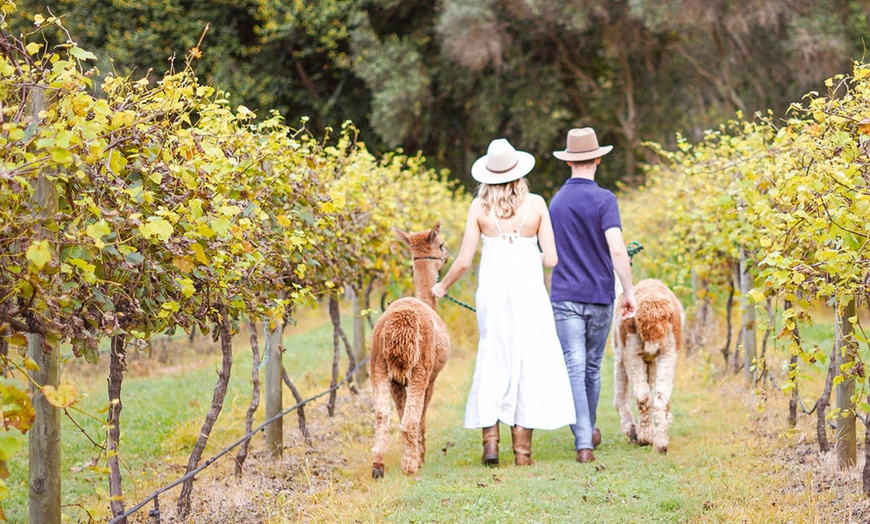 Image 3: 30-Min Alpaca VIP Experience: Alpaca w/ Lanyard & $5 Voucher for 1-6