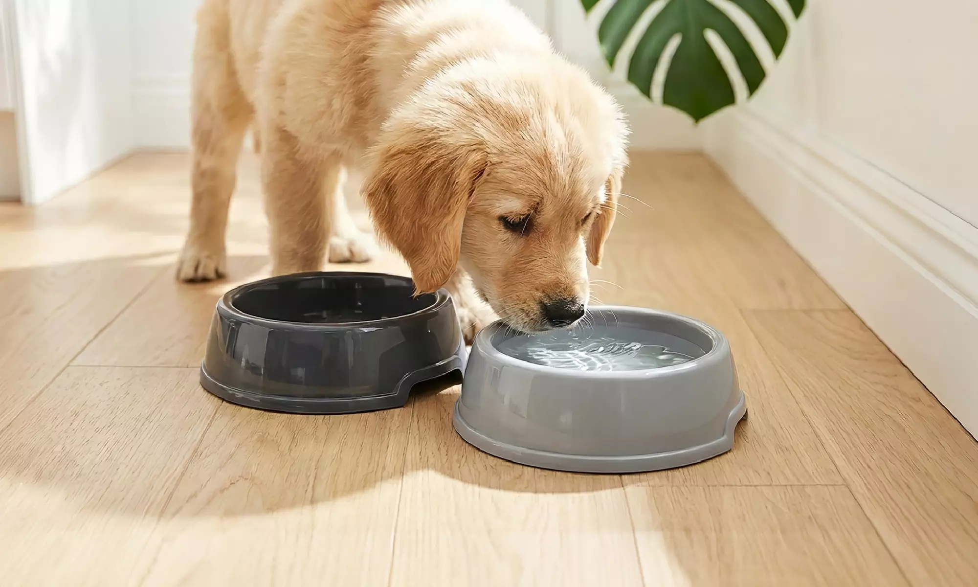 5-teiliges Hundepflege-Set