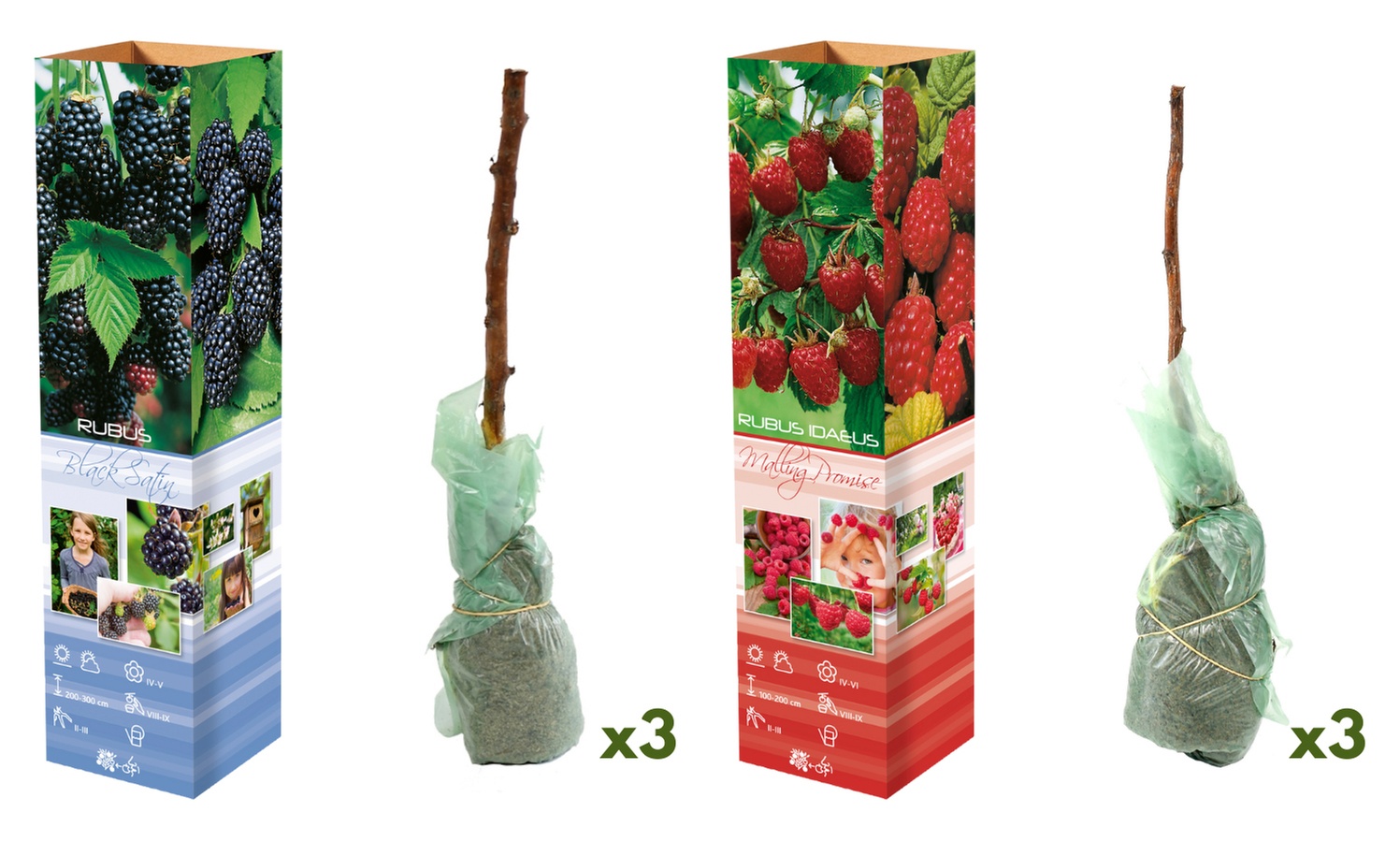 3x oder 6x Beerenpflanzen