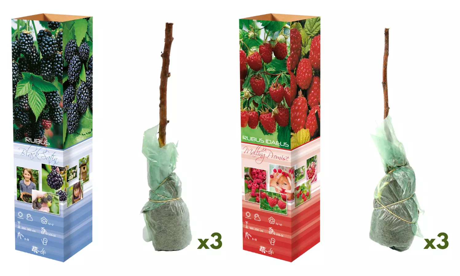 3x oder 6x Beerenpflanzen