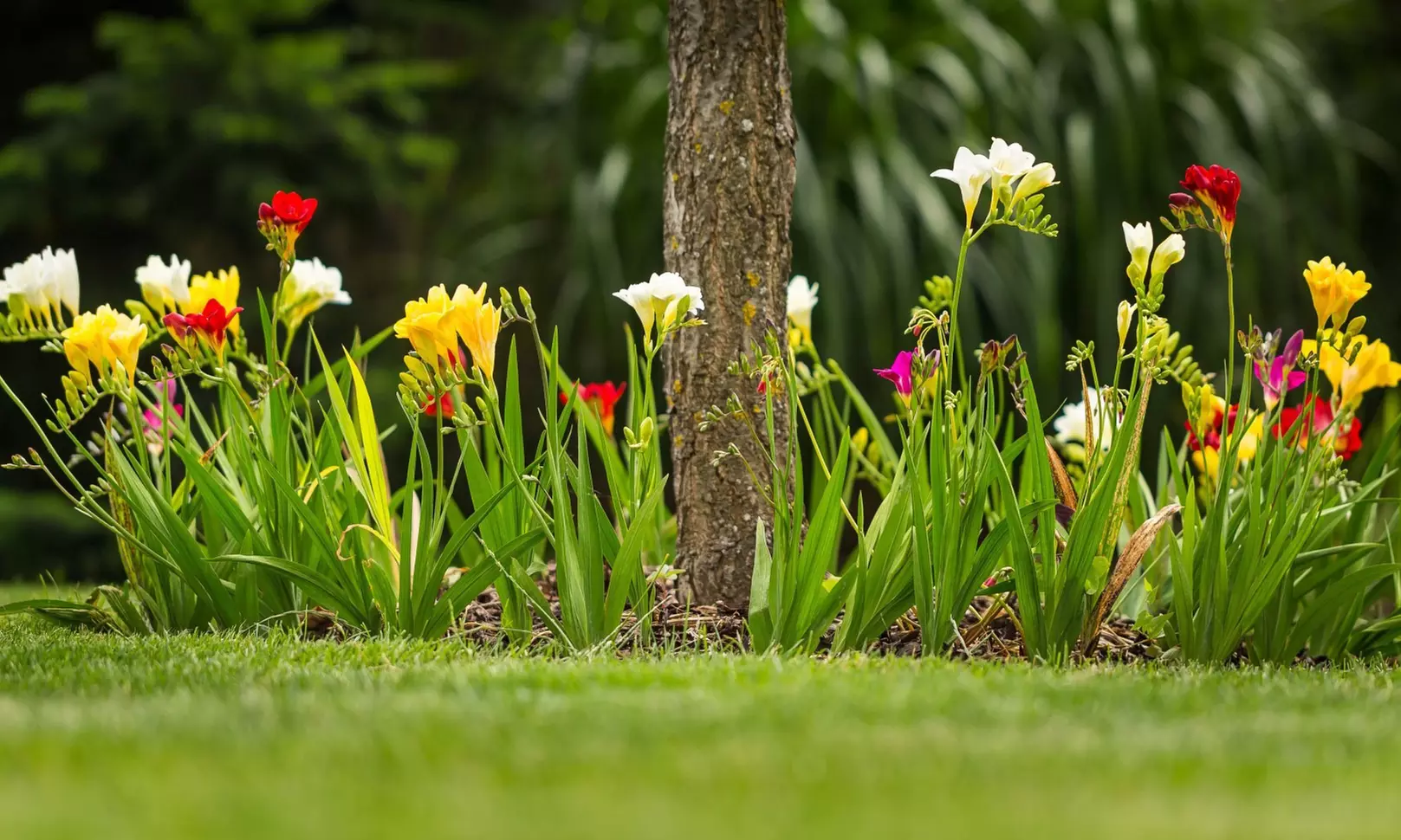 Famously Fragrant Mixed Freesia Flower Bulbs Vibrant and Aromatic Blooms