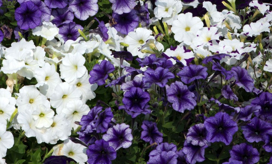 Image 12: Pack of 15 Garden Ready Mixed Variety Petunia Plants