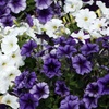 Image 12: Pack of 15 Garden Ready Mixed Variety Petunia Plants