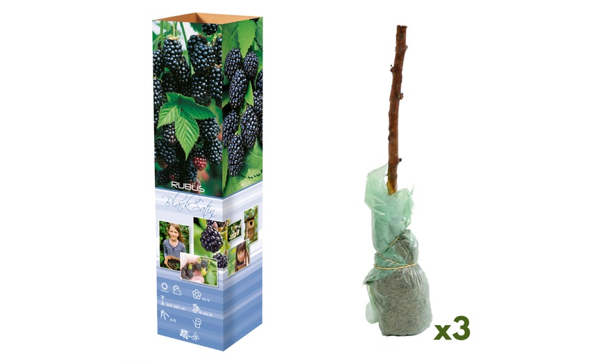 Image 2: Ensemble de 3 ou 6 plants de baies d'OH2