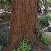 Image 13: SF's WildSide, Redwood & Hike or Golden Gate Park's Hidden Gems Tour