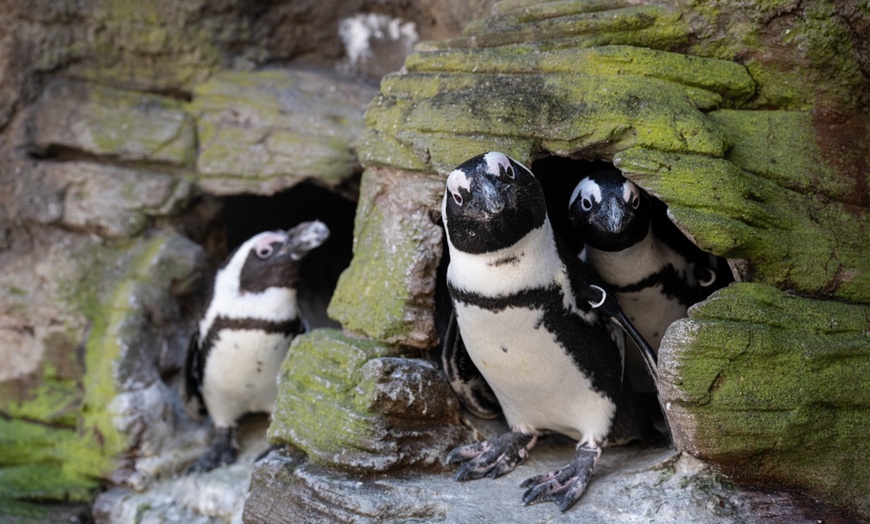 Image 5: New York Aquarium Admission for One Child or Adult