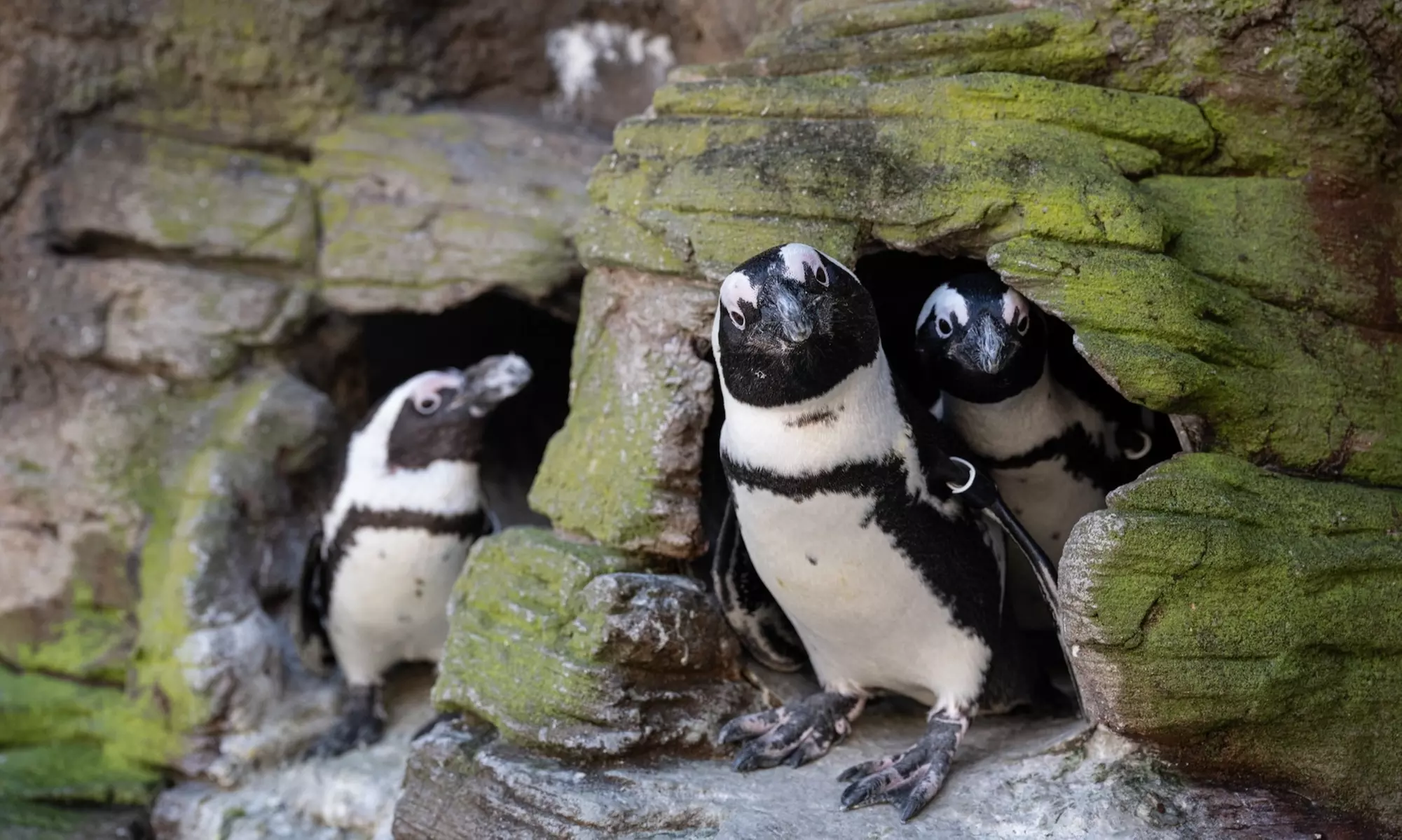 New York Aquarium Admission for One Child or Adult